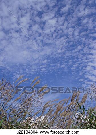 Japanese silver grass, Nobeyama Plateau, Nagano Prefecture, Japan View Large Photo Image Picture - Japanese silver grass, Nobeyama Plateau, Nagano Prefecture, Japan. Fotosearch