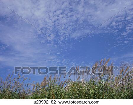 Japanese silver grass, Nobeyama Plateau, Nagano Prefecture, Japan View Large Photo Image Stock Image - Japanese silver grass, Nobeyama Plateau, Nagano Prefecture, Japan. Fotosearch