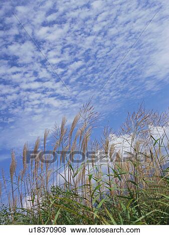 Japanese silver grass, Nobeyama Plateau, Nagano Prefecture, Japan View Large Photo Image Stock Photo - Japanese silver grass, Nobeyama Plateau, Nagano Prefecture, Japan. Fotosearch