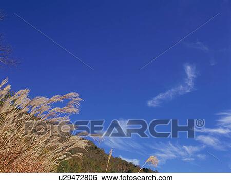 Stock Photograph - Japanese silver grass, Shiga Plateau, Nagano Prefecture, Japan. Fotosearch