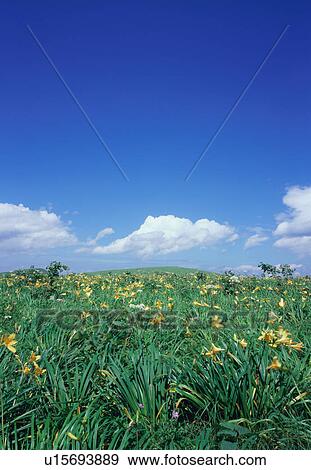 Stock Photo - Kurumayama Highland, Nagano Prefecture, Japan. Fotosearch