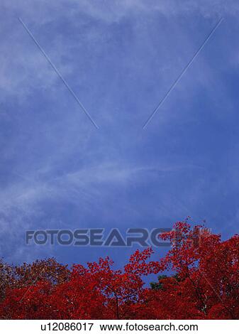 Stock Photo - Maple tree, Mt. Takao, Tokyo, Japan. Fotosearch
