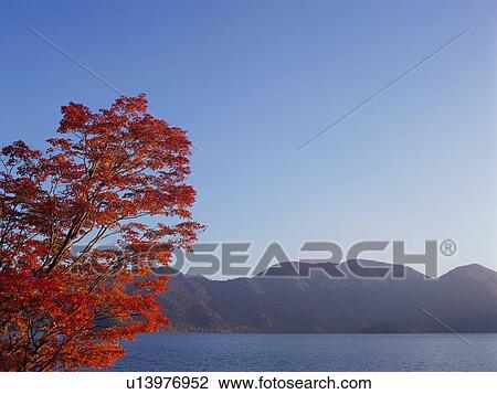 Maple tree, Nikko, Tochigi Prefecture, Japan View Large Photo Image Stock Image - Maple tree, Nikko, Tochigi Prefecture, Japan. Fotosearch