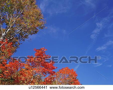 Stock Image - Maple trees, Shiga Plateau, Nagano Prefecture, Japan. Fotosearch