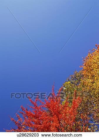Maple trees, Shiga Plateau, Nagano Prefecture, Japan View Large Photo Image Stock Image - Maple trees, Shiga Plateau, Nagano Prefecture, Japan. Fotosearch