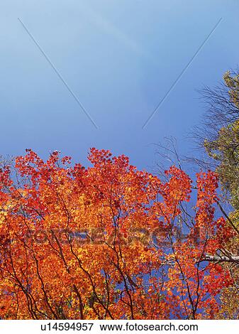 Stock Photo - Maple trees, Shiga Plateau, Nagano Prefecture, Japan. Fotosearch