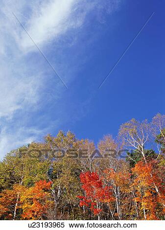 Stock Photography - Maple trees, Shiga Plateau, Nagano Prefecture, Japan. Fotosearch