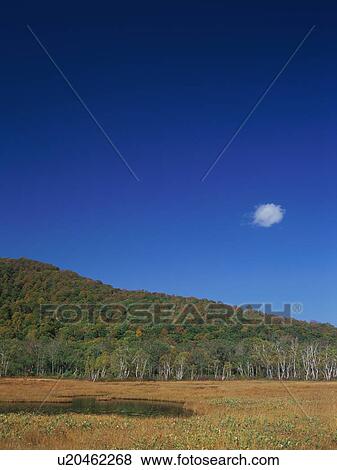 Stock Photo - Ozegahara, Gunma Prefecture, Japan. Fotosearch