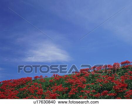 Stock Image - Red spider lilies, Kawashima, Saitama Prefecture, Japan. Fotosearch