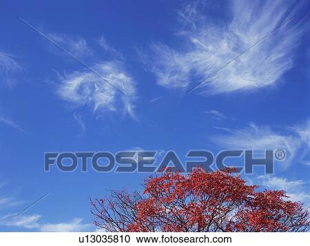 Stock Image - Rowan tree in Gunma Prefecture, Japan. Fotosearch