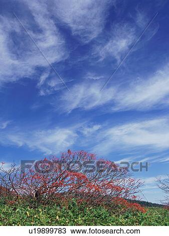 Stock Image - Rowan tree in Gunma Prefecture, Japan. Fotosearch
