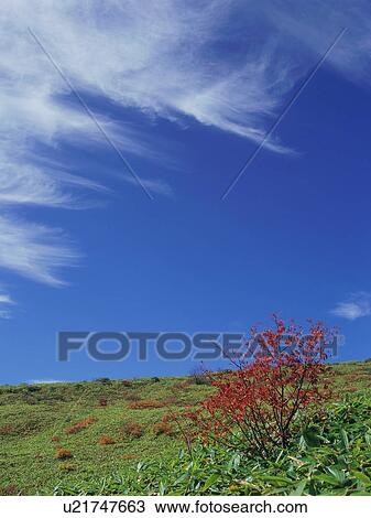 Rowan tree in Gunma Prefecture, Japan View Large Photo Image Stock Image - Rowan tree in Gunma Prefecture, Japan. Fotosearch