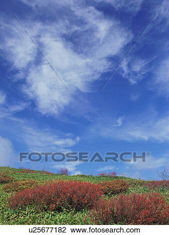 Stock Image - Rowan tree in Gunma Prefecture, Japan. Fotosearch