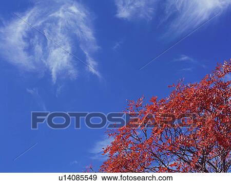 Rowan tree in Gunma Prefecture, Japan View Large Photo Image Stock Photo - Rowan tree in Gunma Prefecture, Japan. Fotosearch