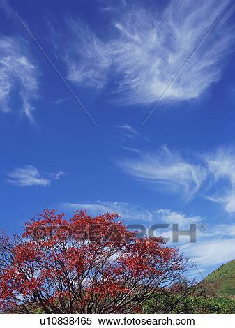 Stock Photography - Rowan tree in Gunma Prefecture, Japan. Fotosearch