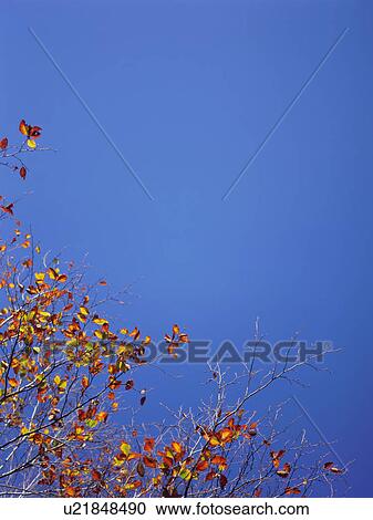 Stock Image - Shiga Plateau, Nagano Prefecture, Japan. Fotosearch