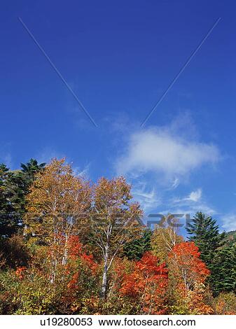 Silver birch and maple trees, Shiga Plateau, Nagano Prefecture, Japan View Large Photo Image Stock Image - Silver birch and maple trees, Shiga Plateau, Nagano Prefecture, Japan. Fotosearch