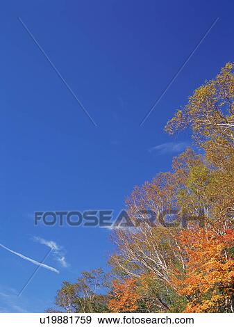 Stock Photo - Silver birch and maple trees, Shiga Plateau, Nagano Prefecture, Japan. Fotosearch