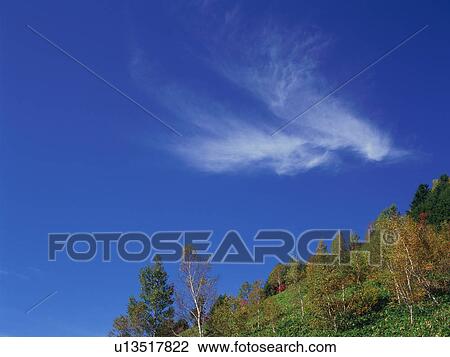 Silver birch trees, Shiga Plateau, Nagano Prefecture, Japan View Large Photo Image Stock Image - Silver birch trees, Shiga Plateau, Nagano Prefecture, Japan. Fotosearch