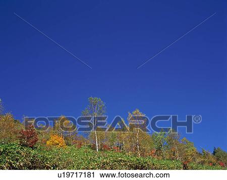 Silver birch trees, Shiga Plateau, Nagano Prefecture, Japan View Large Photo Image Stock Image - Silver birch trees, Shiga Plateau, Nagano Prefecture, Japan. Fotosearch
