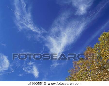 Silver birch trees, Shiga Plateau, Nagano Prefecture, Japan View Large Photo Image Stock Image - Silver birch trees, Shiga Plateau, Nagano Prefecture, Japan. Fotosearch