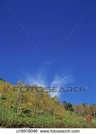 Stock Photograph - Silver birch trees, Shiga Plateau, Nagano Prefecture, Japan. Fotosearch