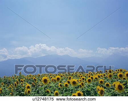 Sunflowers growing in field in Yamanashi Prefecture, Japan View Large Photo Image Stock Photography - Sunflowers growing in field in Yamanashi Prefecture, Japan. Fotosearch