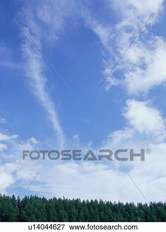 Stock Photo - Trees and sky. Fotosearch