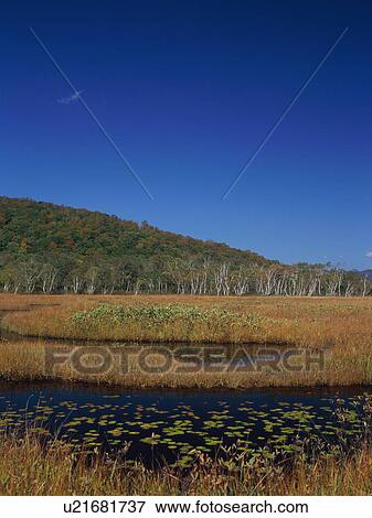 Water lilies, Ozegahara, Gunma Prefecture, Japan View Large Photo Image Stock Photo - Water lilies, Ozegahara, Gunma Prefecture, Japan. Fotosearch