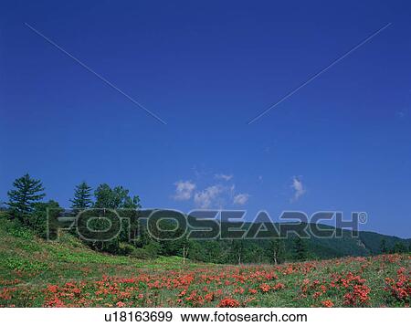 Japanese azalea growing in field View Large Photo Image Stock Photo - Japanese azalea growing in field. Fotosearch