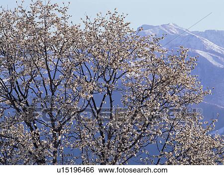 Stock Photograph - Kobushi magnolia trees. Fotosearch