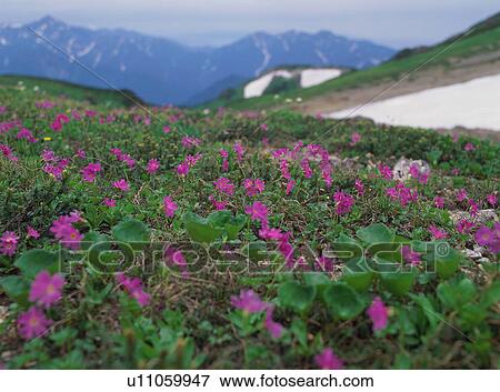 Alpine plants in Nagano Prefecture, Japan View Large Photo Image Stock Photo - Alpine plants in Nagano Prefecture, Japan. Fotosearch