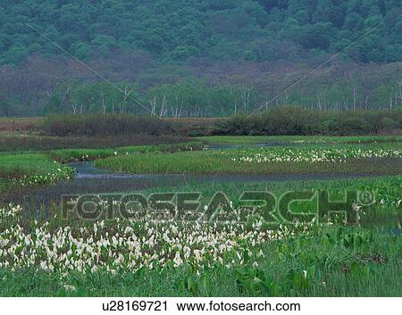 Asian skunk cabbages in Japan View Large Photo Image Stock Image - Asian skunk cabbages in Japan. Fotosearch