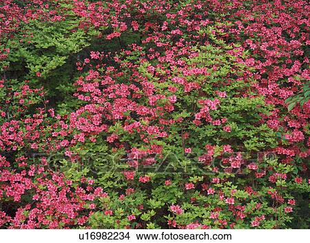 Azaleas in Japan View Large Photo Image Picture - Azaleas in Japan. Fotosearch