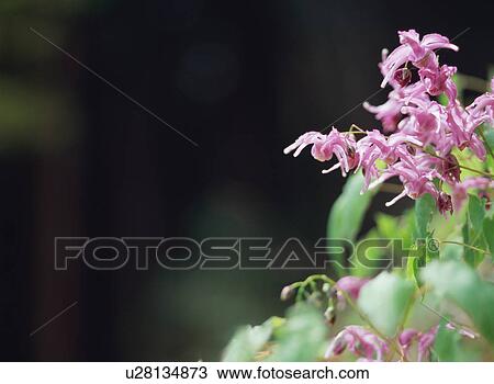 Stock Image - Barrenwort. Fotosearch