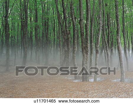 Beech trees in forest, Japan View Large Photo Image Stock Photography - Beech trees in forest, Japan. Fotosearch