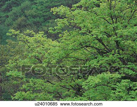 Stock Photography - Beech trees in forest, Japan. Fotosearch
