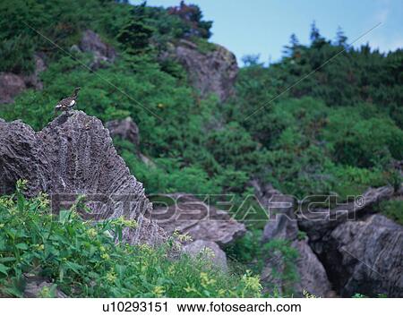 Bird standing on rock in Nagano Prefecture, Japan View Large Photo Image Stock Image - Bird standing on rock in Nagano Prefecture, Japan. Fotosearch