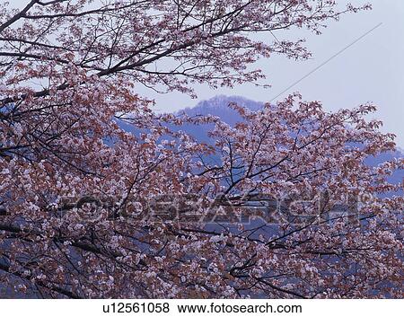Cherry trees in Japan View Large Photo Image Stock Photo - Cherry trees in Japan. Fotosearch