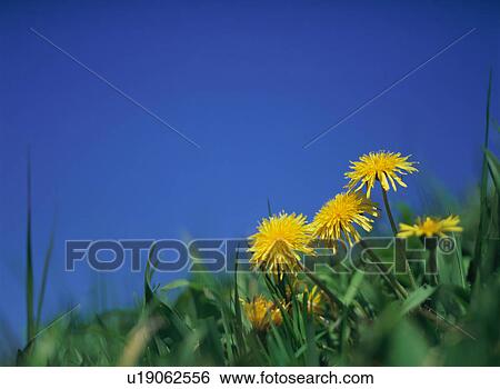 Dandelion View Large Photo Image Stock Photograph - Dandelion . Fotosearch