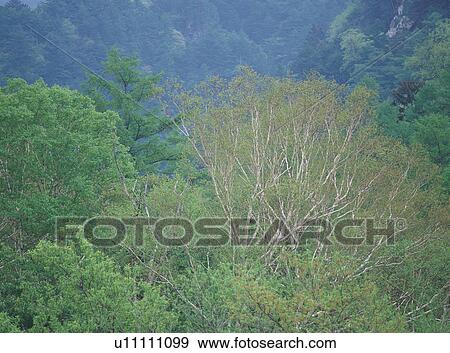 Forest in Kamikochi, Nagano Prefecture, Japan View Large Photo Image Stock Photo - Forest in Kamikochi, Nagano Prefecture, Japan. Fotosearch