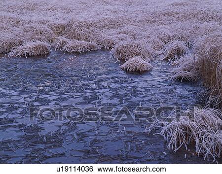 Stock Photograph - Frozen grasses. Fotosearch