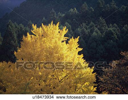 Picture - Gingko trees turned yellow in autumn. Fotosearch
