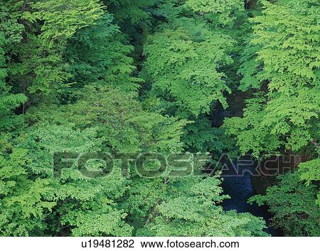 High angle view of river among trees View Large Photo Image Stock Image - High angle view of river among trees. Fotosearch
