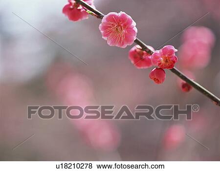 Stock Photo - Japanese Apricot. Fotosearch