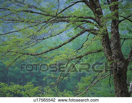 Stock Image - Japanese Judas tree in forest. Fotosearch