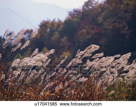 Stock Photography - Japanese silver grasses. Fotosearch