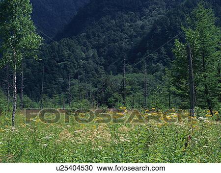 Kamikochi, Nagano Prefecture, Japan View Large Photo Image Stock Image - Kamikochi, Nagano Prefecture, Japan. Fotosearch