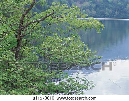 Lake Yunoko in Nikko, Tochigi Prefecture, Japan View Large Photo Image Stock Image - Lake Yunoko in Nikko, Tochigi Prefecture, Japan. Fotosearch