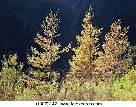 Stock Image - Larch trees in Japan. Fotosearch